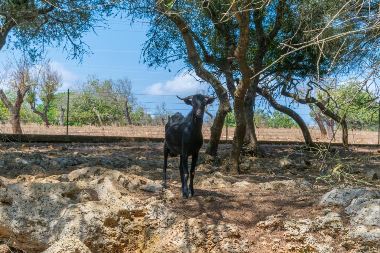 Feriehus Finca Son Baulo Santa Margalida